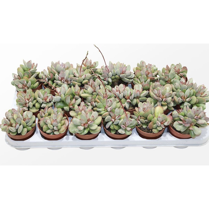 Adromischus Pink Blush