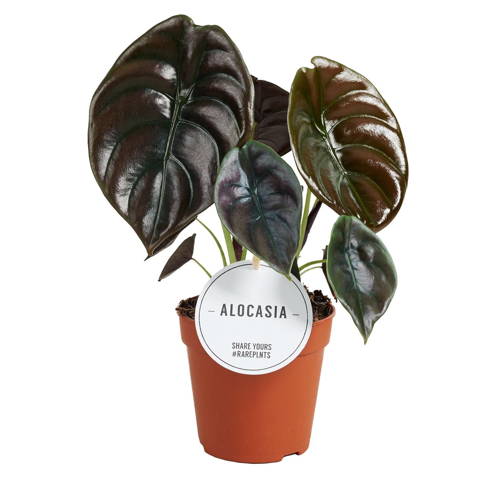 Alocasia cuprea 'Red Secret'