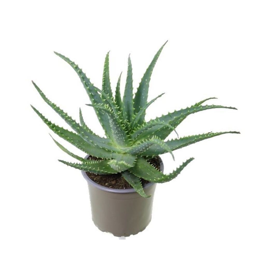 Aloe Arborescens Planta Vindecatoare D12 Floraria Secret Garden Sg 0374