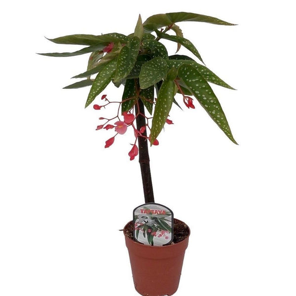 Begonia tamaya