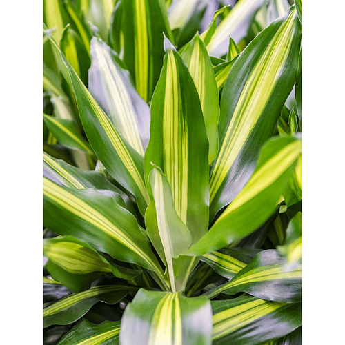 dracaena cintho cuidados Dracaena fragrans 'Cintho' – Secret Garden Plant Shop