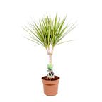Dracaena marginata 'Sunray' D17