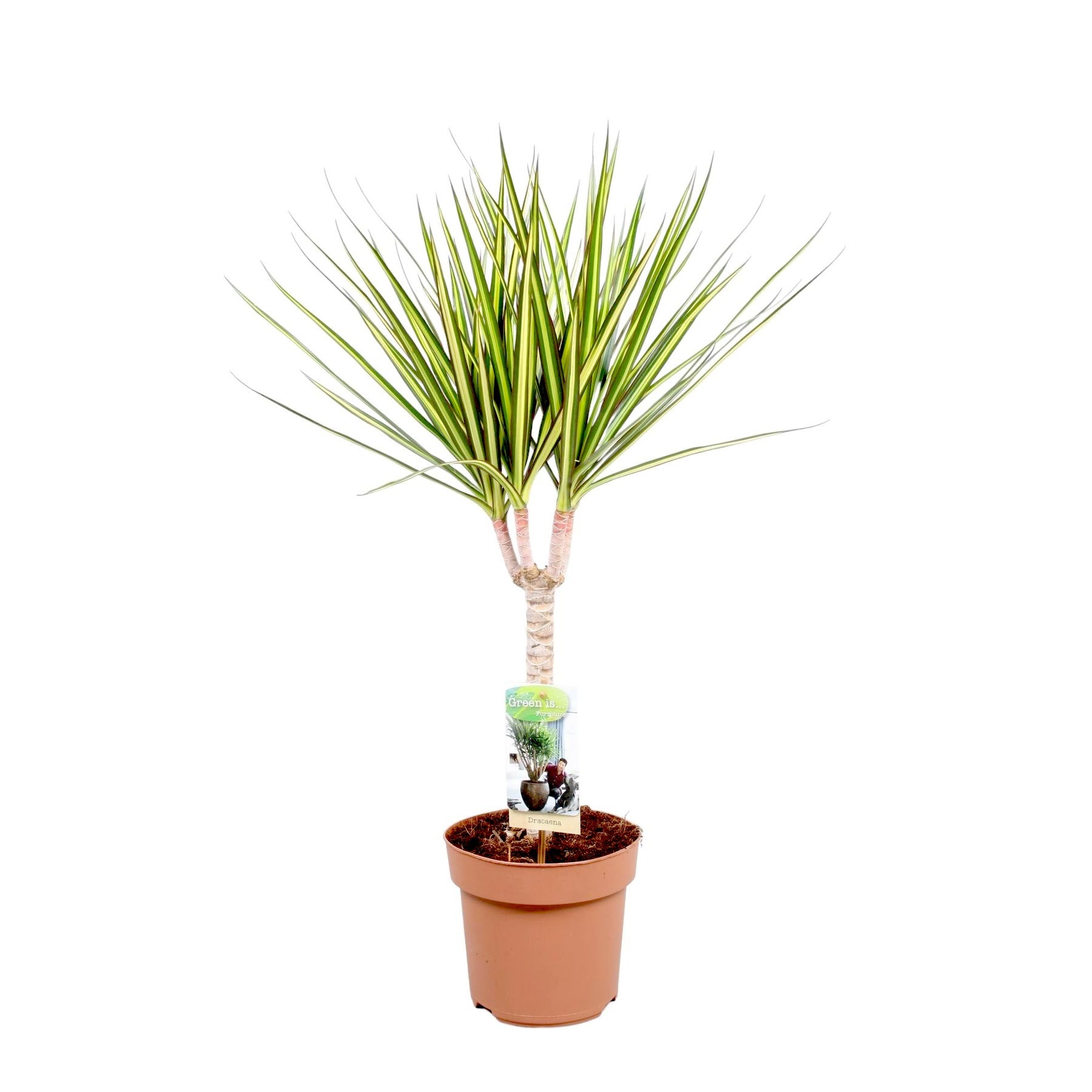 dracaena marg sunray Dracaena marginata 'Sunray' D17 – Secret Garden Plant Shop