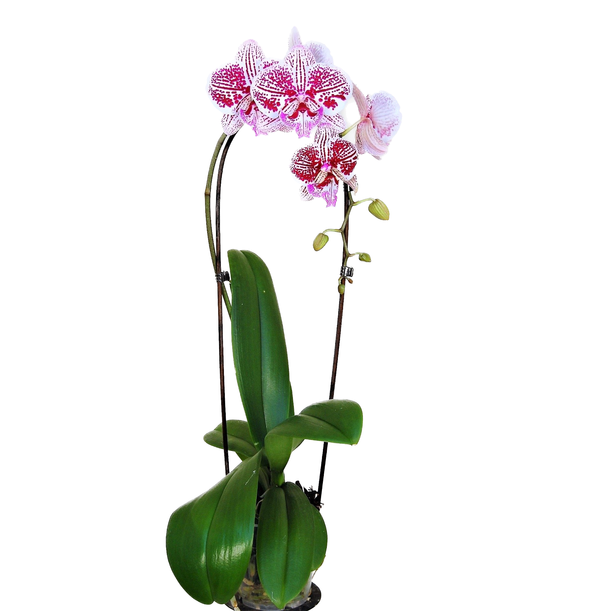 Phalaenopsis 'Phonetic' big lip