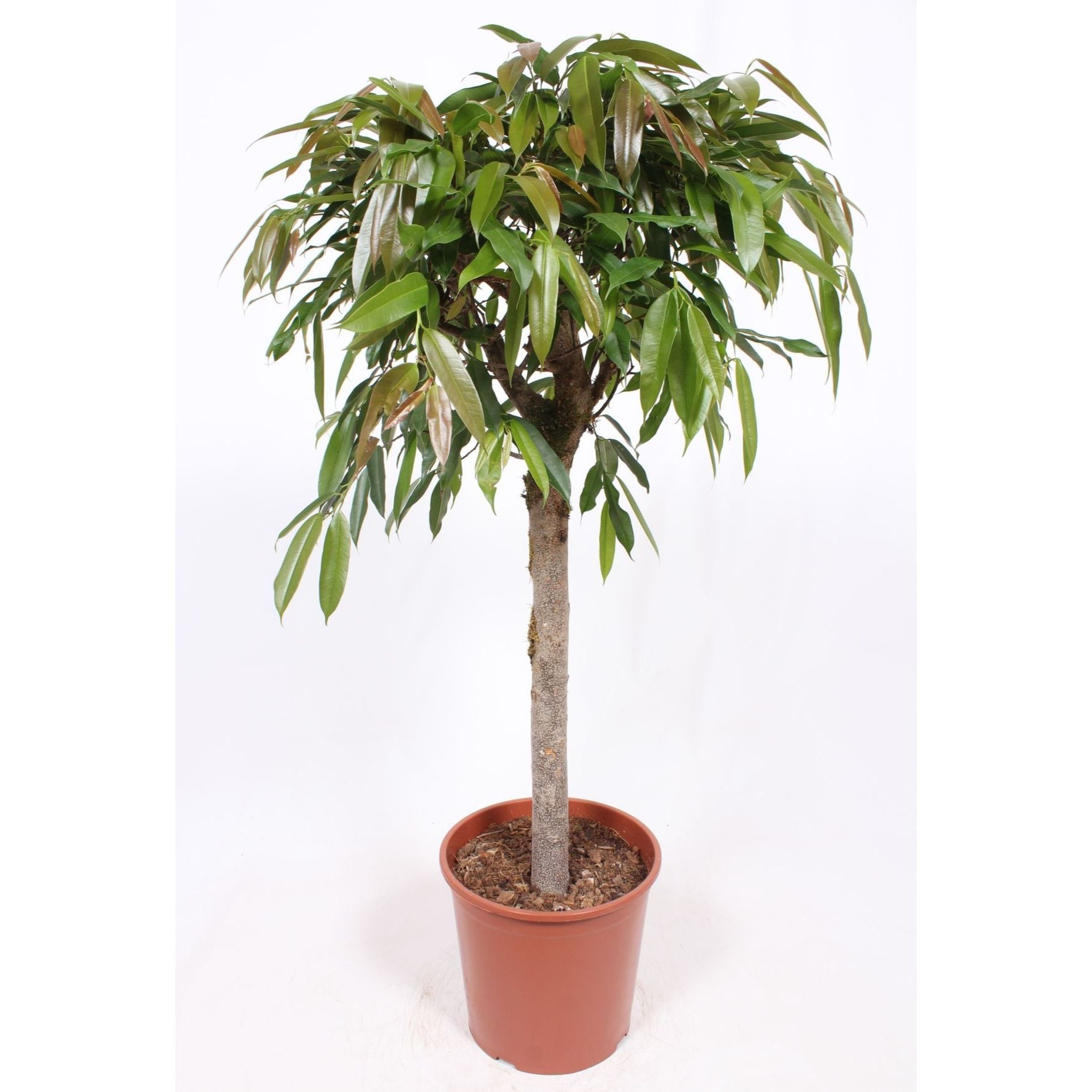 Ficus binnendijkii 'Amstel King' H140 cm