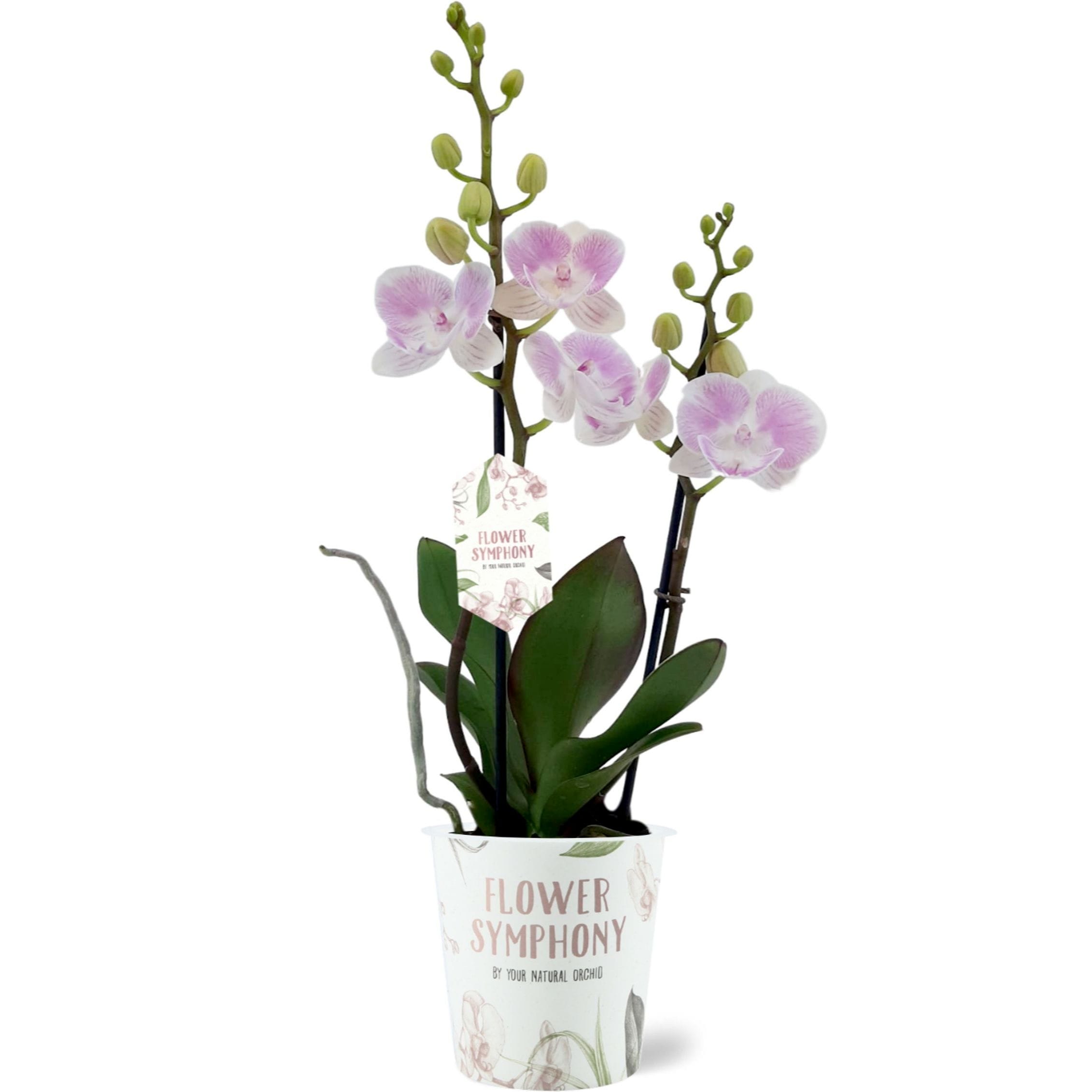Phalaenopsis Xanadu - grande labbro