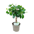 Ficus microcarpa 'Maya'