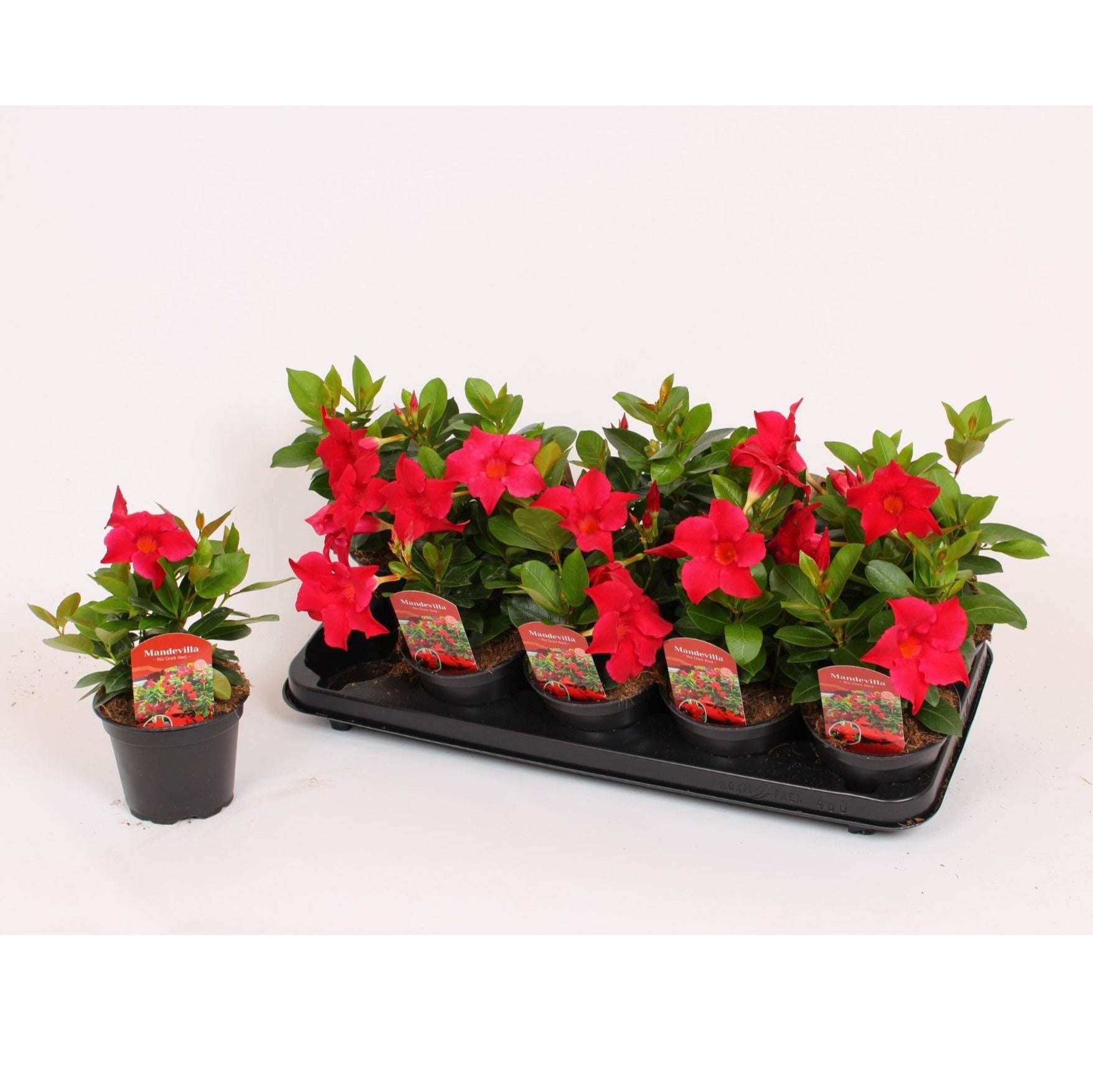 Mandevilla Rio Dark Red - Dipladenia rosie (flori parfumate)