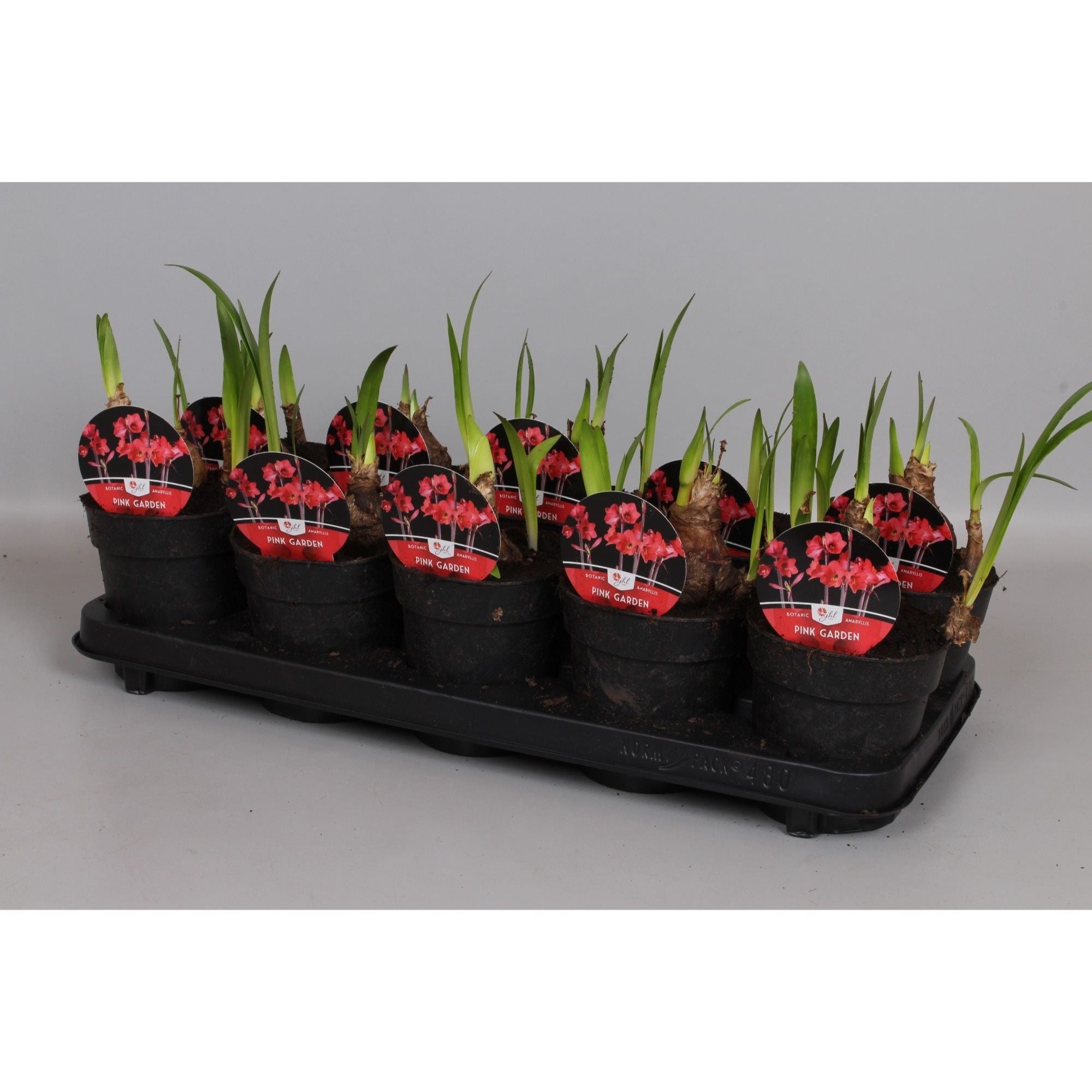 Amaryllis Pink Garden (multiflower)