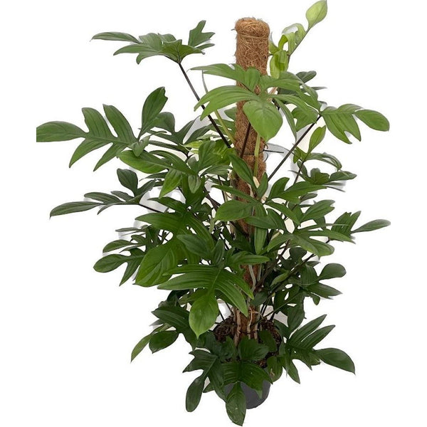 Philodendron Pedatum (Laciniatum) H140 – 4 Seiten