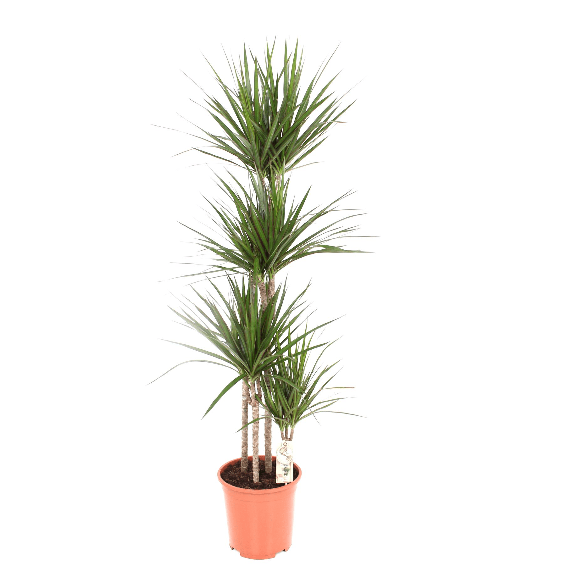 Dracaena Marginata 4 tulpini 140 cm