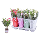 Leandr mix - Nerium Olander 2ks