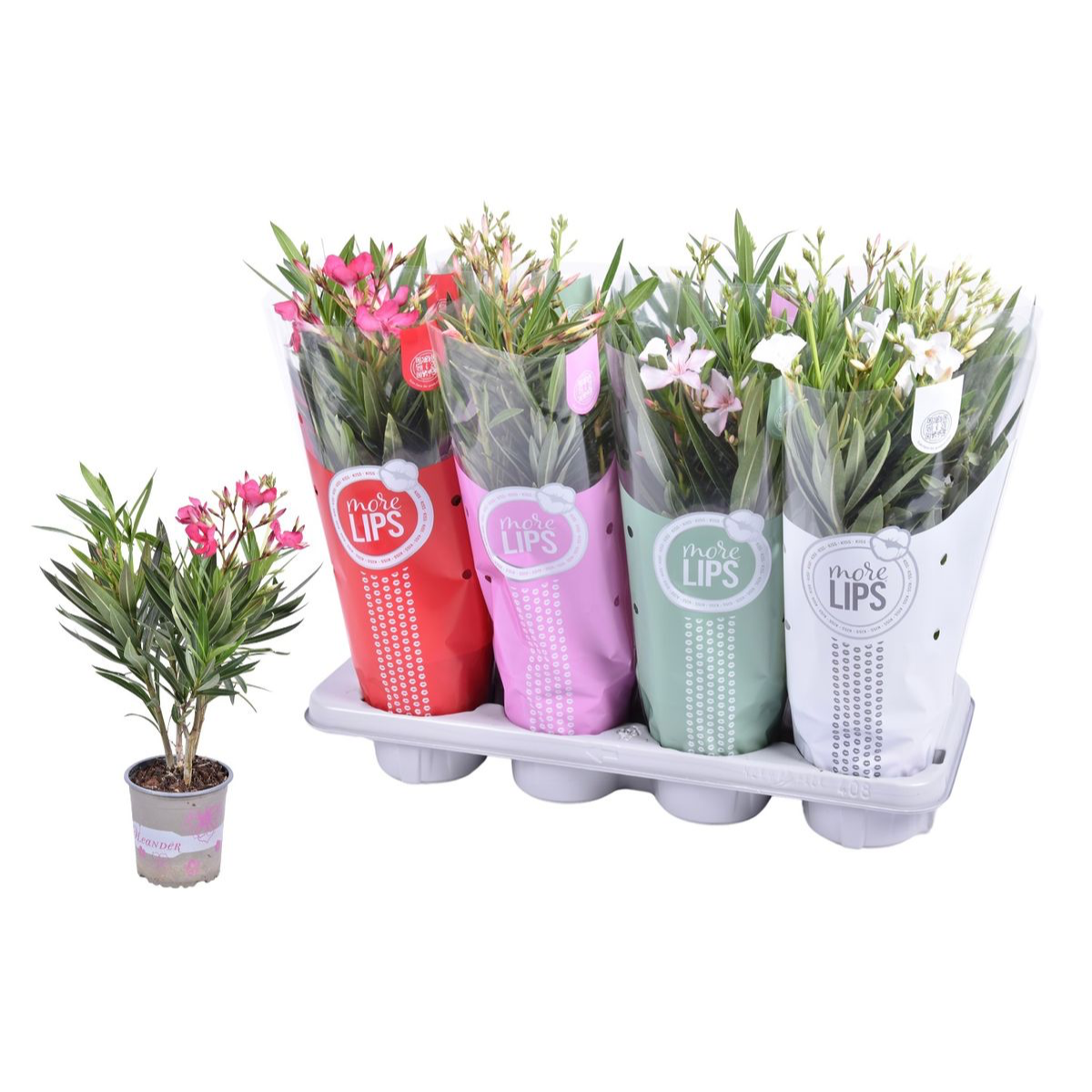 Leandru mix - Nerium Olander 2pp