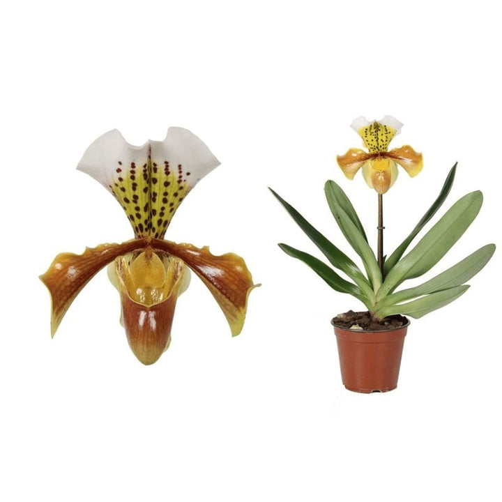 Paphiopedilum USA hybrid mix