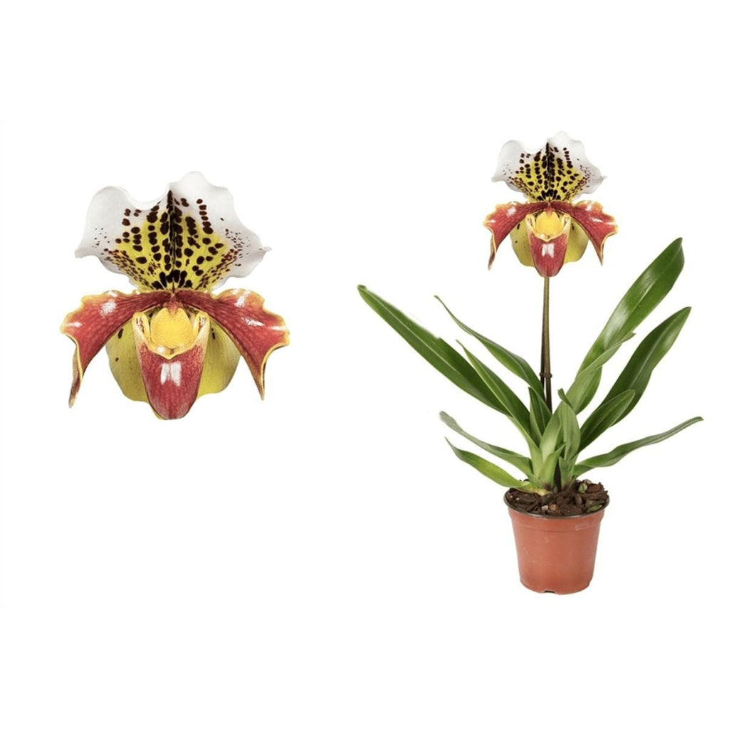Paphiopedilum USA hybrid mix