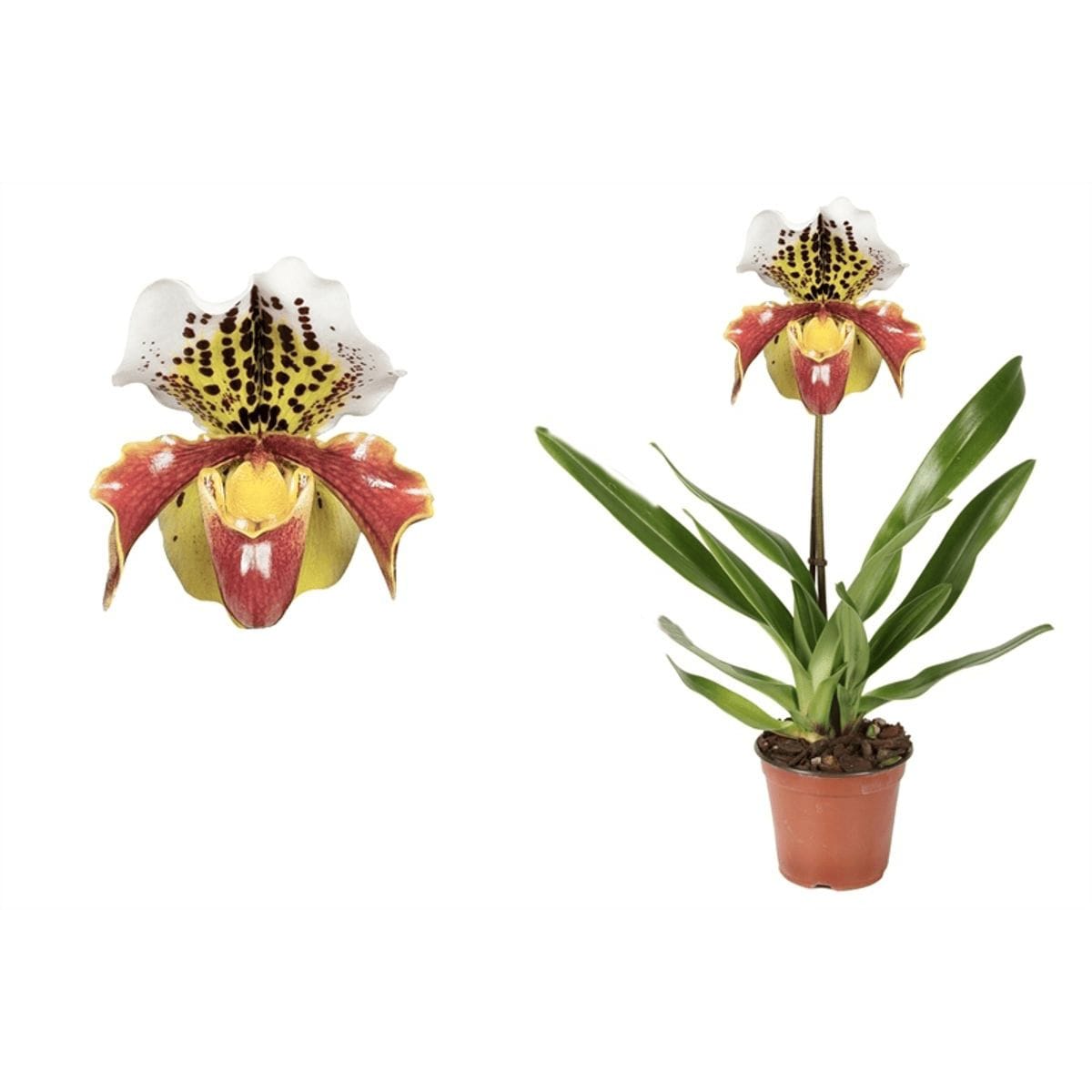 Paphiopedilum USA hybrid mix