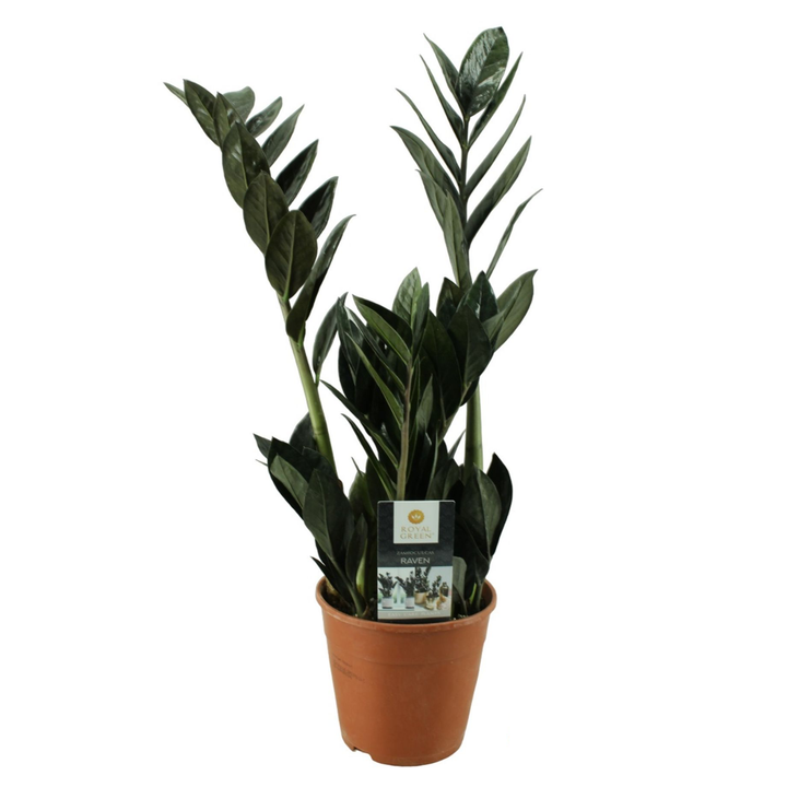 Zamioculcas zamiifolia 'Raven ZZ' ('Dowon') D14 - Planta eterna