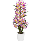 Dendrobium 'Bright Eye' - flori parfumate