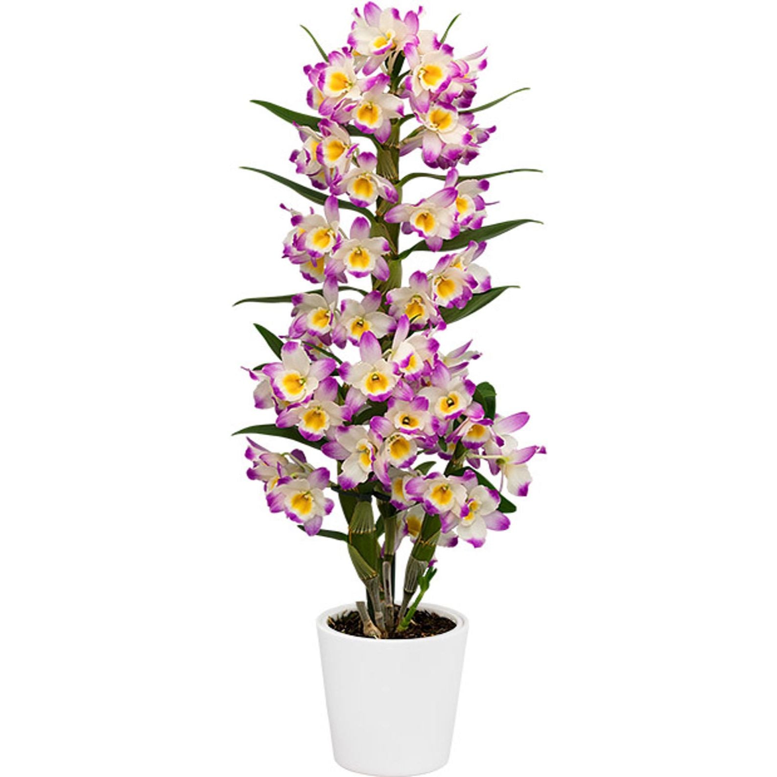 Dendrobium 'Bright Eye' - flori parfumate