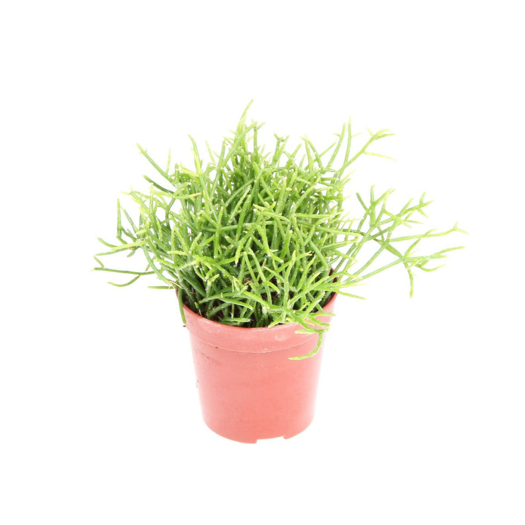 Rhipsalis Cassutha (Cactus vasc) babyplant