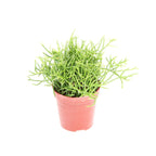 Rhipsalis Cassutha (Kaktus vasc) babyplanta