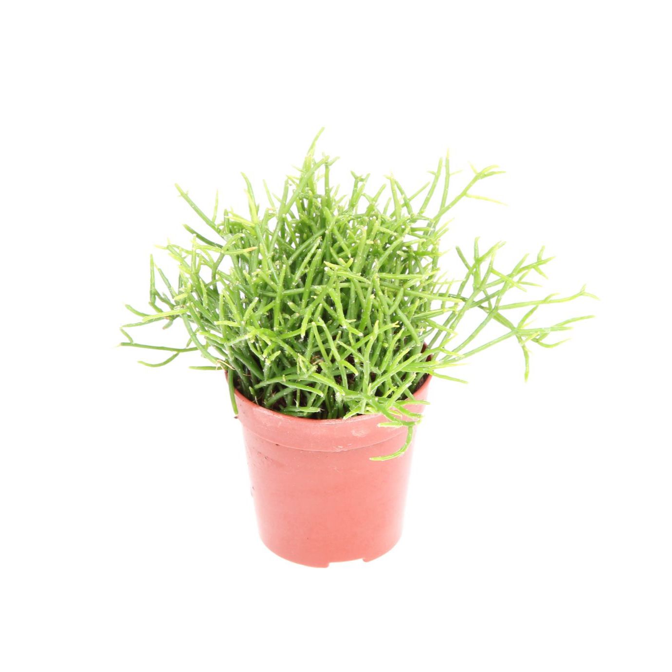 Rhipsalis Cassutha (Cactus vasc) babyplant