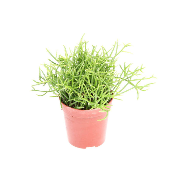 Rhipsalis Cassutha (Cactus vasc) Babypflanze