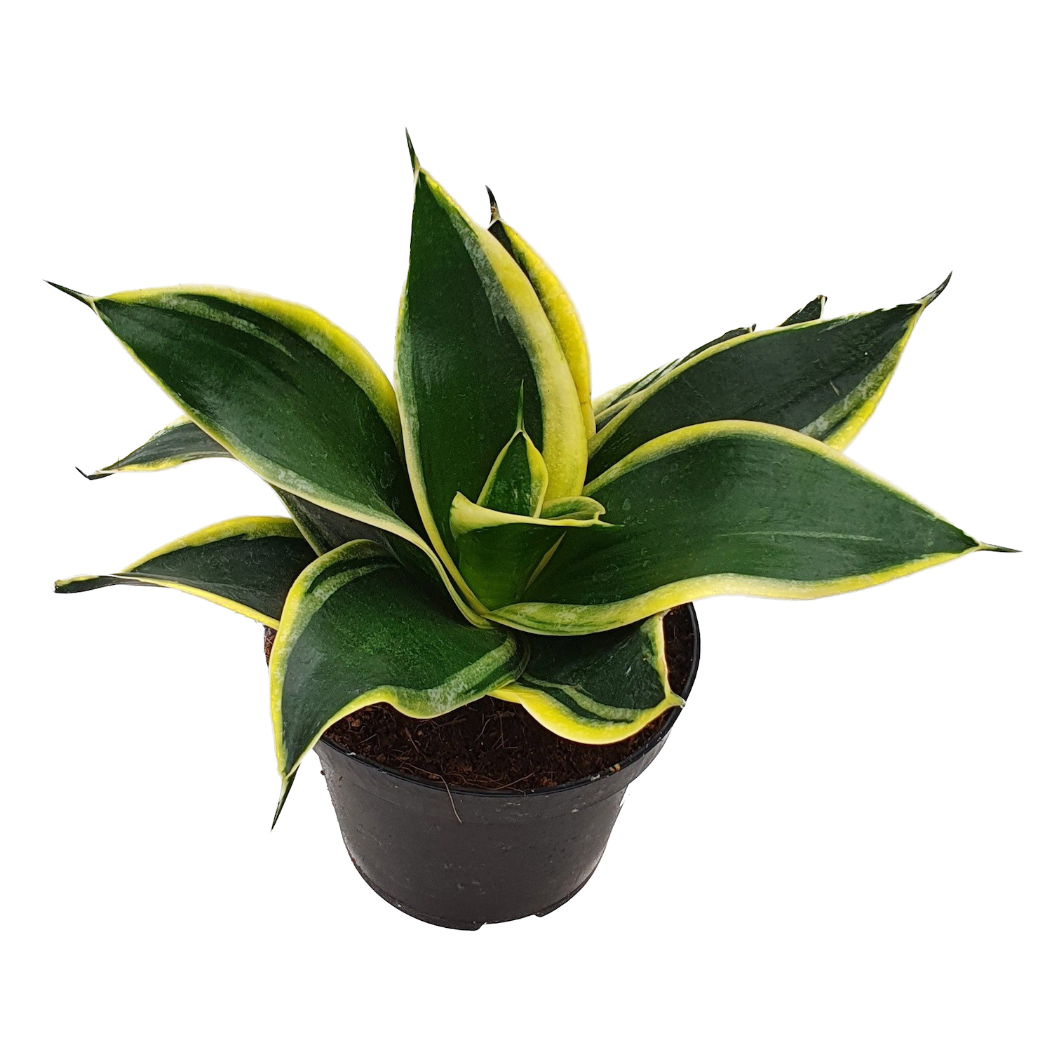 Sansevieria hahnii 'Black Star'