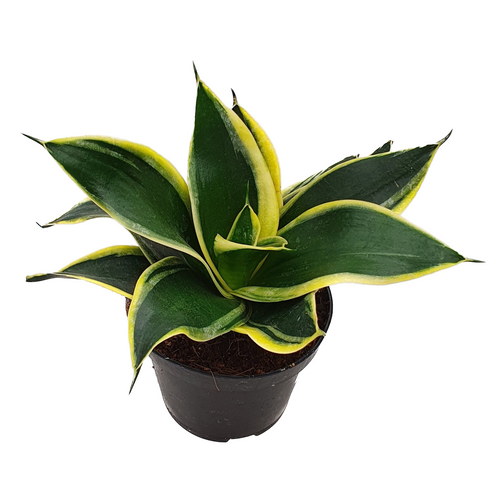 Sansevieria hahnii 'Black Star' – Secret Garden Plant Shop