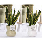 Vas decorativ din ceramica bej Maxima D13