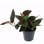 Syngonium erythrophyllum ‘Llano Carti Road' (Freccia Rossa)