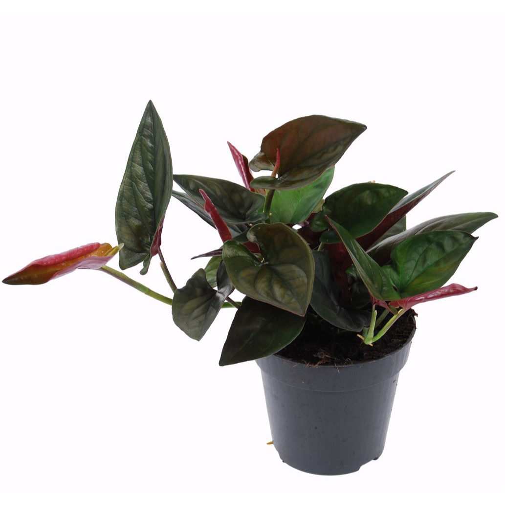 Syngonium erythrophyllum ‘Llano Carti Road' (Red Arrow)