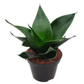 Sansevieria 'Jade Star'
