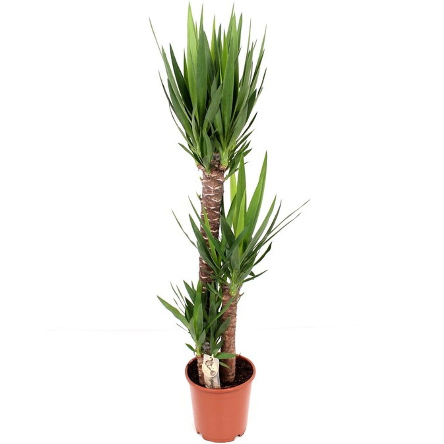 Yucca 3 tulpini H160 cm (Arborele Vietii)