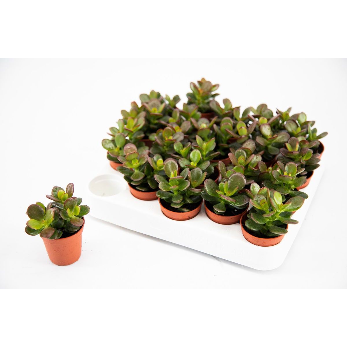 Crassula ovata 'Minor' D5 (copacul cu bani)