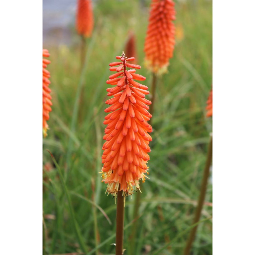 Kniphofia 'Alcazar' (fiore torcia)