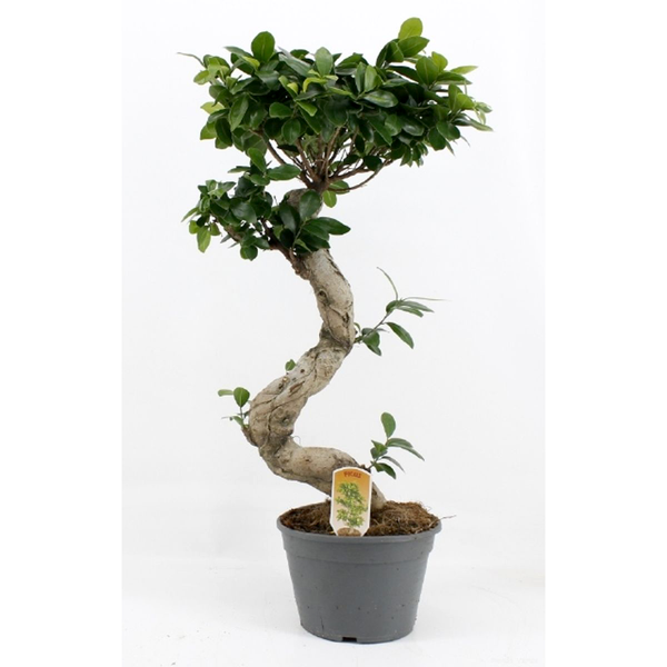 Bonsai Ginseng in S-Form H50 cm