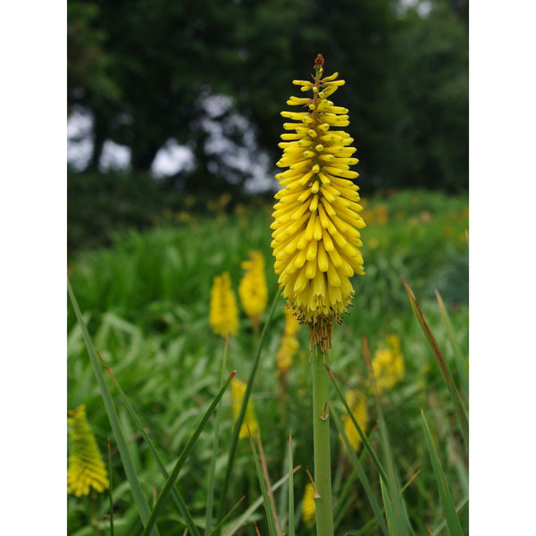 Kniphofia 'Sunningdale Yellow' (torch flower)