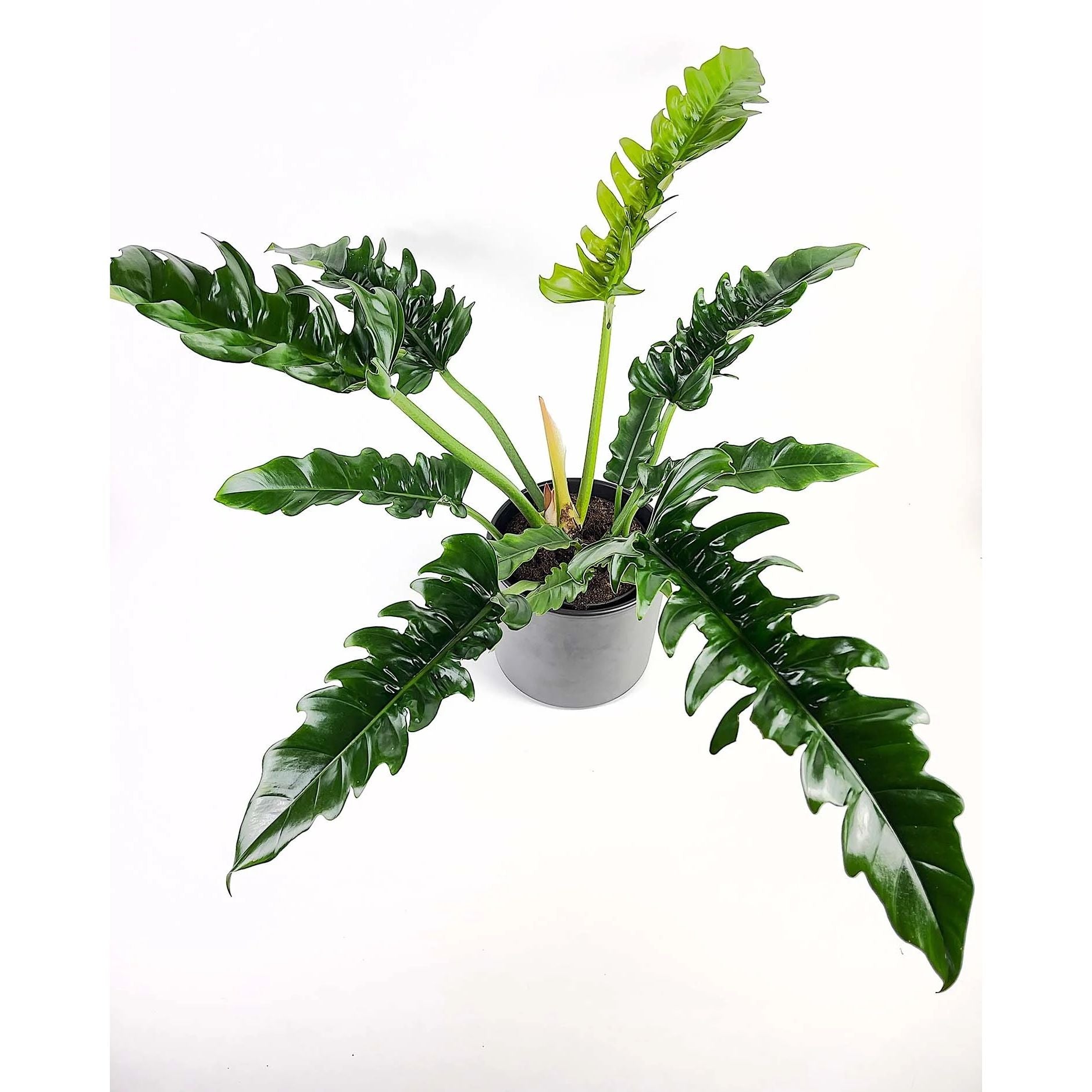philodendron narrow escape white variegata Philodendron 'Narrow Escape' (Sawtooth)