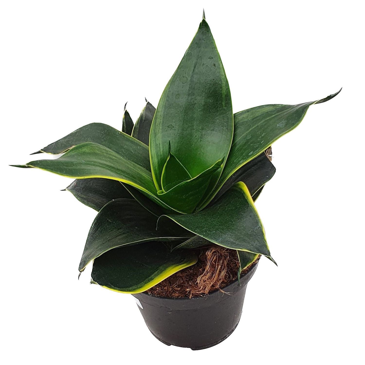 Sansevieria 'Emerald Star'