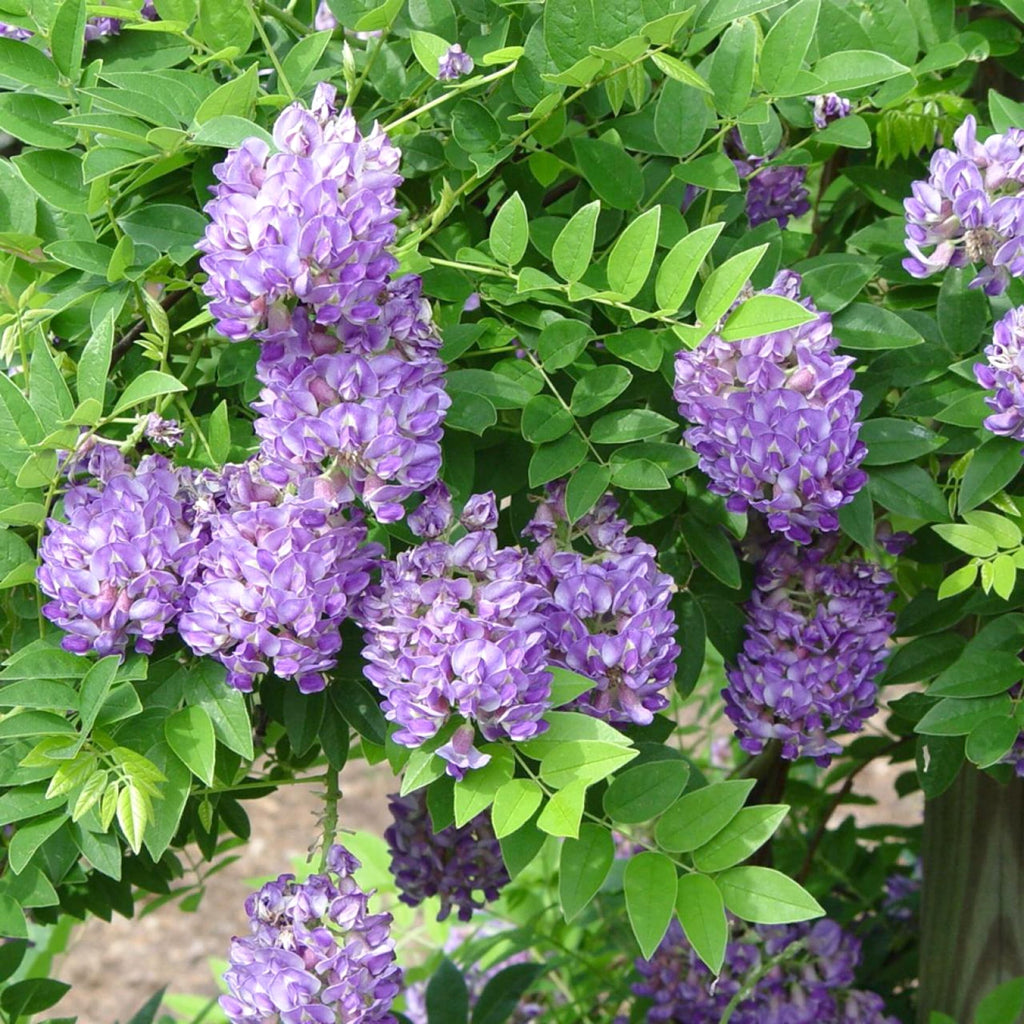 Glicina americana - Wisteria frutescens 'Longwood Purple'