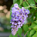 Glicina americana - Wisteria frutescens 'Longwood Purple'