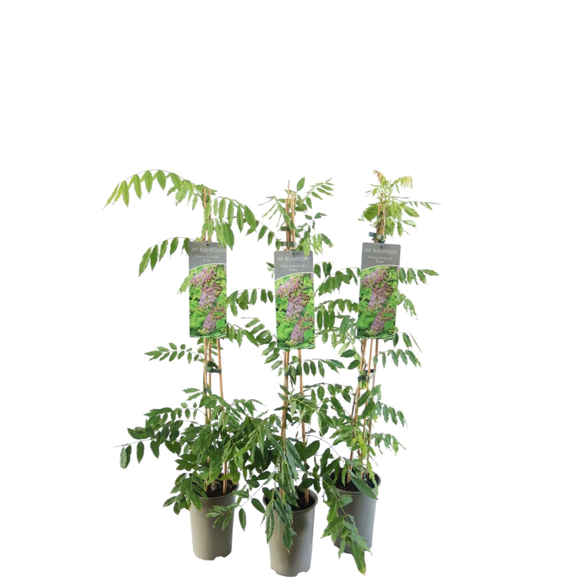 Glicina roz - Wisteria floribunda 'Rosea' (flori parfumate)