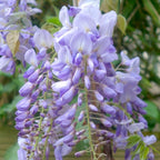 Wisteria sinensis 'Prolific'