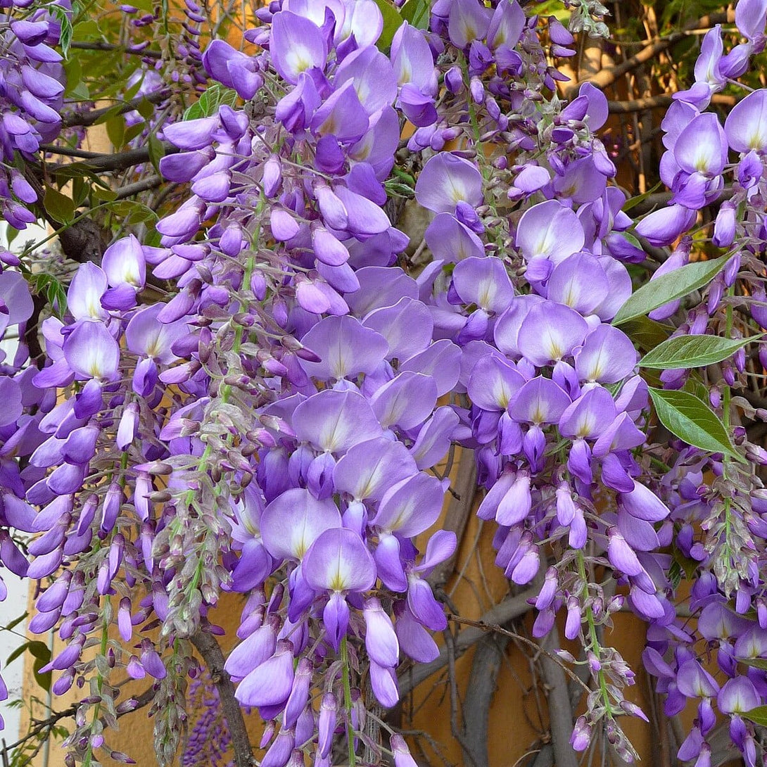 Glicina Mov Wisteria Sinensis flori Parfumate Floraria Secret glicina-mov-wisteria-sinensis-flori-parfumate-floraria-secret