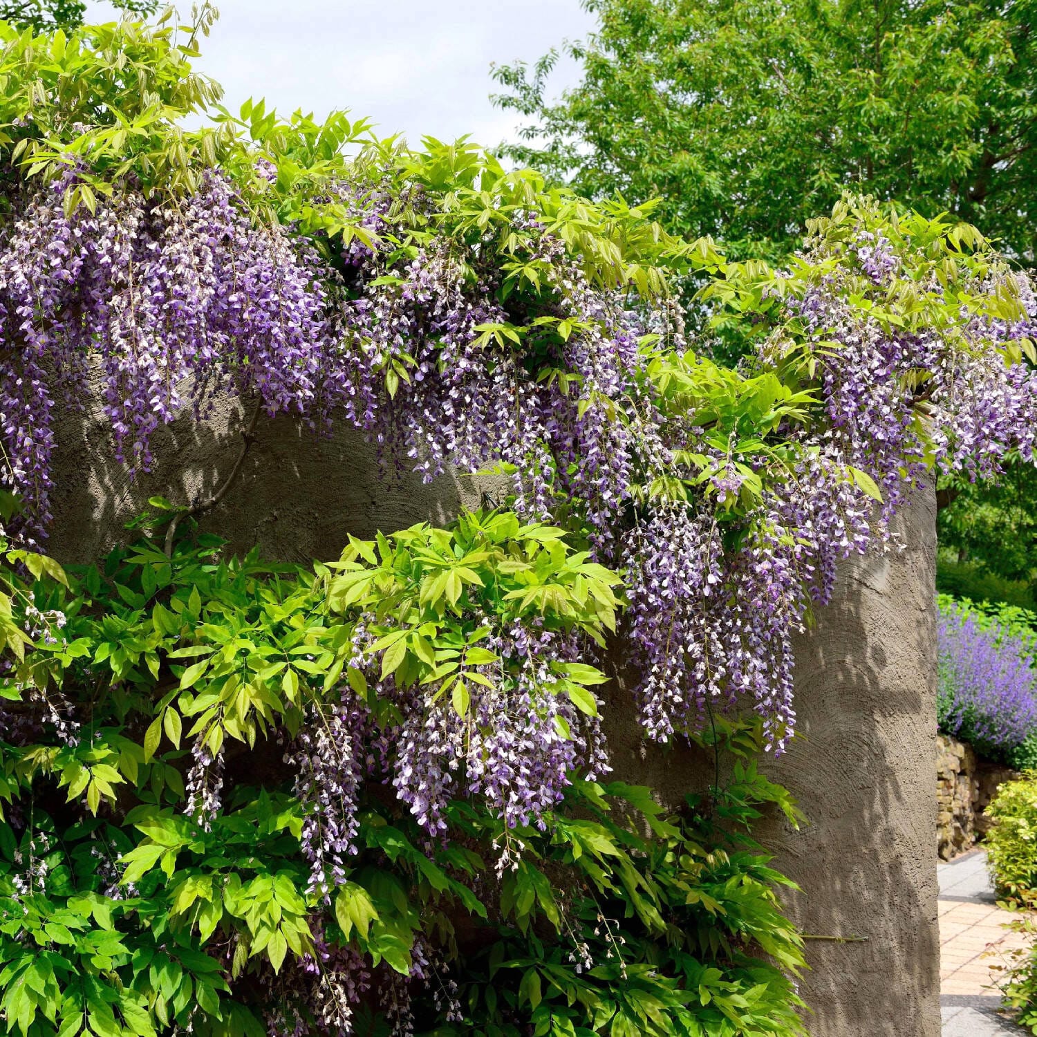 Glicina bicolora productiva - Wisteria floribunda 'Domino' (Issai
