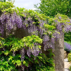 Glicina - Wisteria floribunda 'Domino' (flori parfumate)