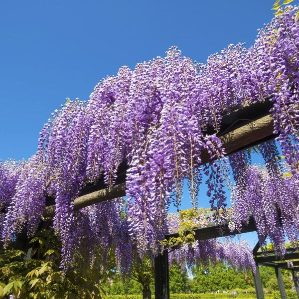 Glicina mov - Wisteria sinensis (flori parfumate)