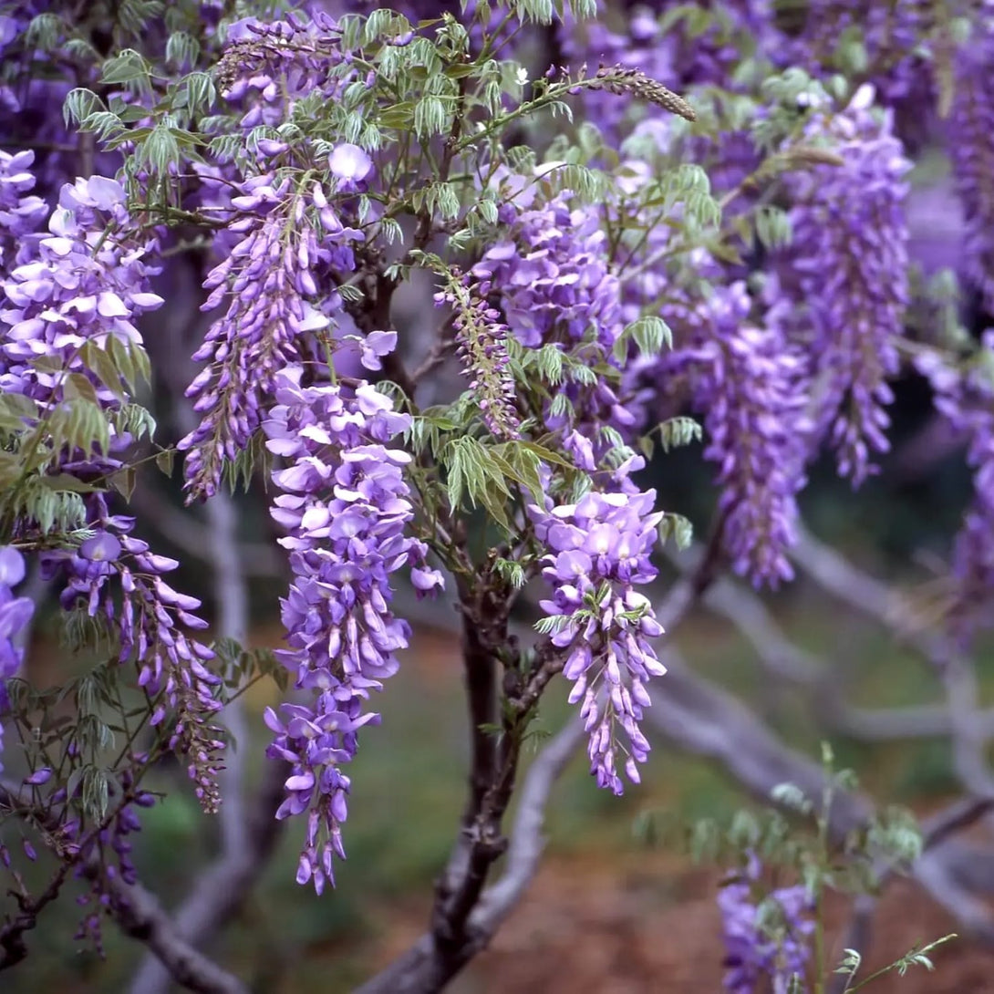 Glicina mov - Wisteria sinensis (flori parfumate)