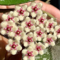 Hoya phuwuaensis